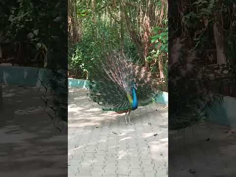 world’s most unique and beautiful peacock #birds #nature