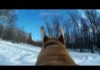 Dog with camera. Labrador retriever snow running 🚀