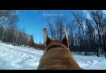 Dog with camera. Labrador retriever snow running 🚀