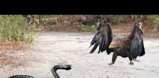 Long Time Hungry Eagle Attacks Snake – What Happens Next…