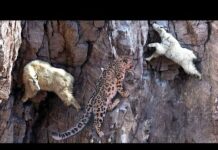 Incredible Fight! Mountain Goat Tossing Snow Leopard Fall Down From Cliff To Escape Mountain