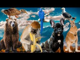 Animal sounds in wildlife moments bears, Lizerds, goats, Bear, cows, Monkey, squirrels, dogs, birds.