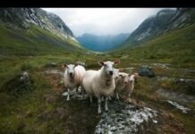 Best Beautiful Sheep Mountain Ram SOO Cute! Cute And funny Videos Compilation cute moment