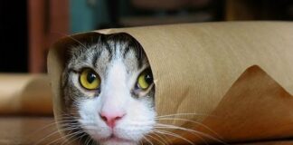 FUNNY CAT VIDEOS 😹 20 Minutes Funny Cats [Funny Pets]