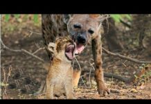Hyena Snatches Lion Cub In Front Of His Mother’s Eyes
