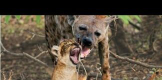 Hyena Snatches Lion Cub In Front Of His Mother’s Eyes