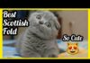 CUTE SCOTTISH FOLD CAT COMPILATION , KITTEN SCOTTISH FOLD CATS, FUNNY CAT VIDEO
