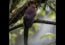 Part 2/2 – Talk: 25 Great Birds in Asia