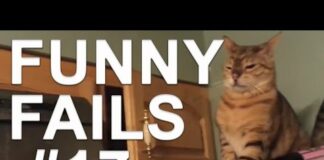 Cats Funny Moments with sound effects – compilation