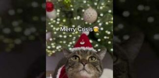 Pweeze choose what this cat should wear for Christmas #shorts #funny #cat