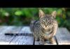 A Close-Up Video of a Domestic Cat 😺