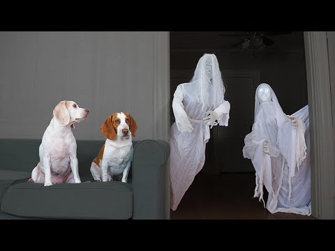 Dog vs Ghost Prank: Funny Dogs Maymo & Potpie Halloween Pranks – Dogs