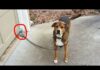 You will laugh in 15 seconds for these funny dogs 😁 – Dogs
