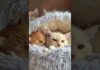Cute And Funny Cats 😍😍😅😅 #viral #shorts #cat #cats #pets #catsshare – Cats