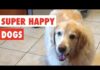 Super Happy Dogs | Funny Dog Video Compilation 2017 – Dogs