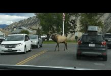 Incredible Encounters of Wild Animals on the Road in Yellowstone National Park – Animals