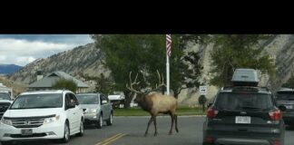 Incredible Encounters of Wild Animals on the Road in Yellowstone National Park – Animals