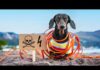 High Voltage! Cute & funny dachshund dog video! – Dogs