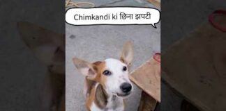 Chimkandi ki Chhina Jhapati 🤪 Funny Dog Video #dog #minivlog #shorts #puppy #doglover #dogs – Dogs