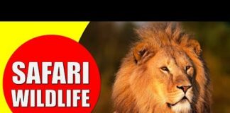 AFRICAN SAFARI WILDLIFE – Safari Visit for African Animals Documentary – Animals