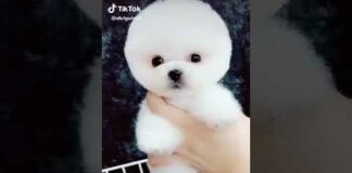 Cute little puppy video from Tik Tok I love this puppy – Dogs