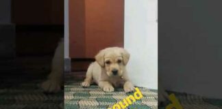 Puppy sound/beautiful sound Dog /cute Labrador dog video #viraldogvideos #puppy #labradorlover – Dogs