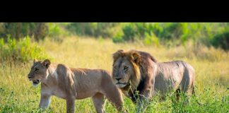 4K African Wildlife : Beautiful Wildlife Animals and Relaxing Music for Stress Relief – Animals