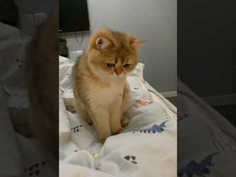 LOL, Cats Are So Cute & Funny Latest Funny Cats Shorts Compilations 😺😂😂 -EPS702 – Cats