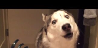 Funniest Husky Videos 🤣 🐶 Funny And Cute Dog Videos Compilation! – Dogs