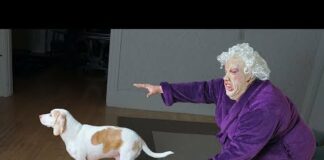Dogs Make Funny Lady Mad! Funny Dogs Maymo, Penny, & Potpie – Dogs