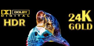 Wildlife Animals 8K HDR 12K HDR & 16K 60FPS 120 FPS (ULTRA HD) Real Dolby Vision (24K GOLD) – Animals