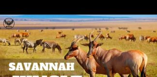 सवाना जंगल, Africa – हिन्दी डॉक्यूमेंट्री | Wildlife documentary in Hindi – Animals