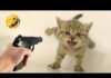 Funniest Animals 2023 😂 New Funny Cats and Dogs 😹🐶 Part 6 – Cats