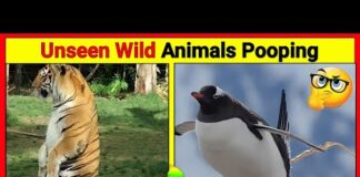 Wild Animals pooping compilation | Animals pooping #facts – Animals
