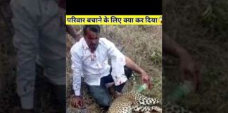 अपने परिवार बचाने के लिए तेंदुए से लग गया 😱 | leopard attack human 😱 | #ytshorts #shorts #animals – Animals