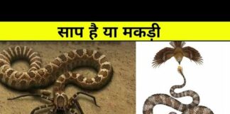 🐍मकड़ी है या साप 🙄 #Animal Planet in hindi | Discovery in hindi | Wildlife animal #shorts – Animals