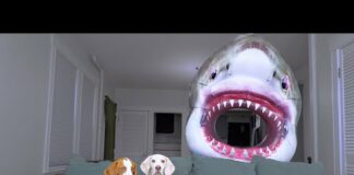 Dogs vs Shark Prank: Funny Dogs Maymo & Potpie Get Help from Puppy Indie to Battle Sharks! – Dogs
