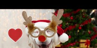 Funny Dogs on Christmas compilation 2022 || PETASTIC 🐾 – Dogs