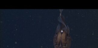 The anglerfish: The original approach to deep-sea fishing – Ocean