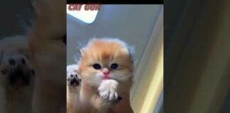 cat video A beautiful friendship little kitten so cute a beautiful moment #shorts #cat cats #532 – Cats