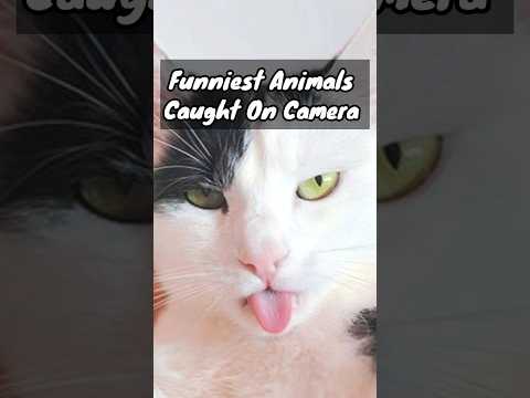 Funniest Animals Caught On Camera | Funny Animals Videos | Funny cats Compilation #cat #funny – Cats