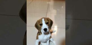 Cute Beagle Puppy Video – 4 Month-old Beagle Female Puppy #cutepuppy #furbaby #beaglepuppy #doglover – Dogs