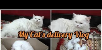 My Cat’s delivery Vlog | new born kittens |  funny cats | cute and funny cats | Persian cat | cats – Cats