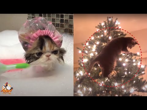 Best Funny Cat Video Of The Month – Cats