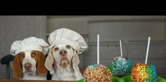 Dogs Make Candy Apples: Funny Dogs Maymo & Potpie Make Tasty Candy Apple Recipe – Dogs