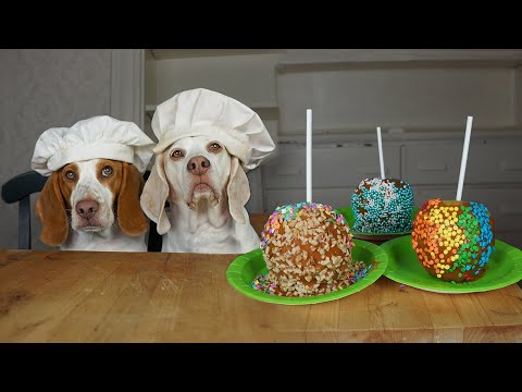 Dogs Make Candy Apples: Funny Dogs Maymo & Potpie Make Tasty Candy Apple Recipe – Dogs