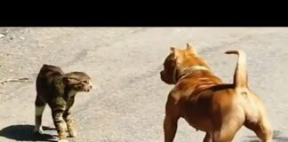Funniest Animals 2023 😂 Best Funny Cats and Dogs 😺 #54 – Cats