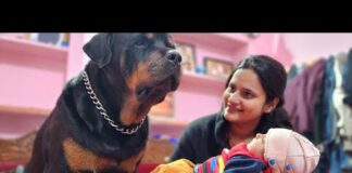 cute baby playing with dog | Rottweiler dog | funny dogs|  #dog #funnyvideo – Dogs