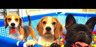 Funny Dogs Surprised with Ball Pit Pool PArtY! Beagles Louie & Marie – Dogs
