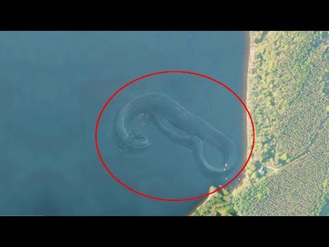 7 Mysterious Deep Sea Creatures Spotted On Google Earth – Ocean